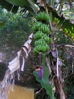 bananes.jpg (600x800)